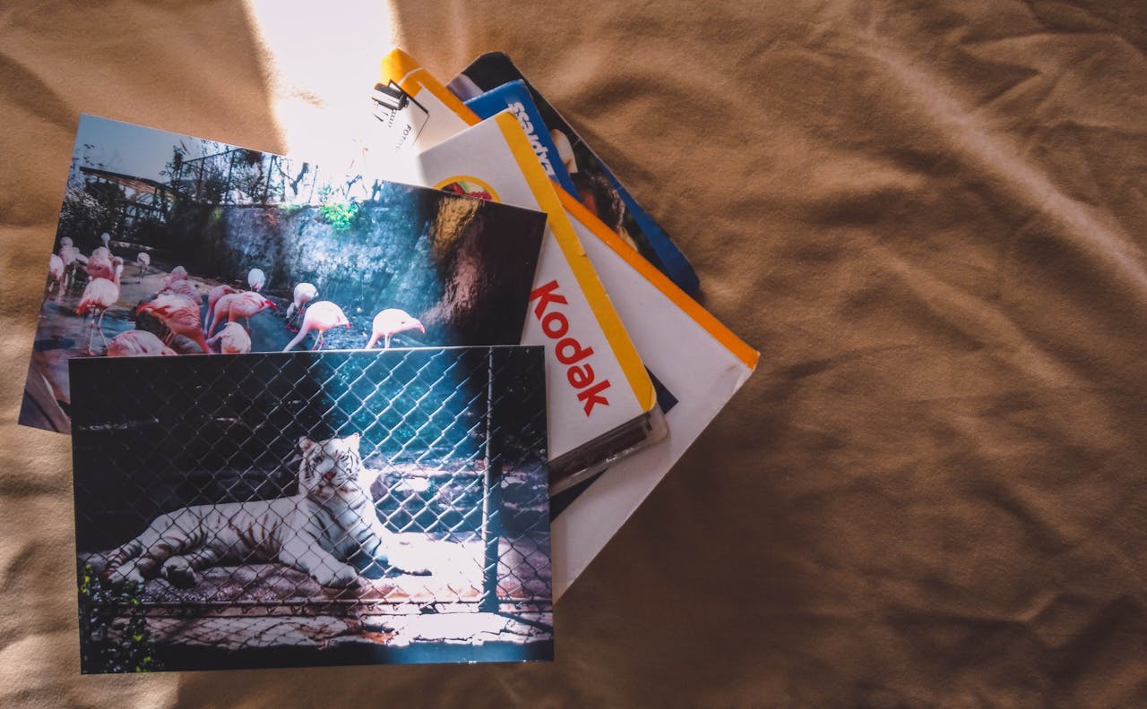 Stack of vintage Kodak prints with a white tiger and flamingos.